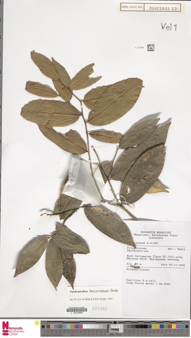Xanthophyllum beccarianum photo 4