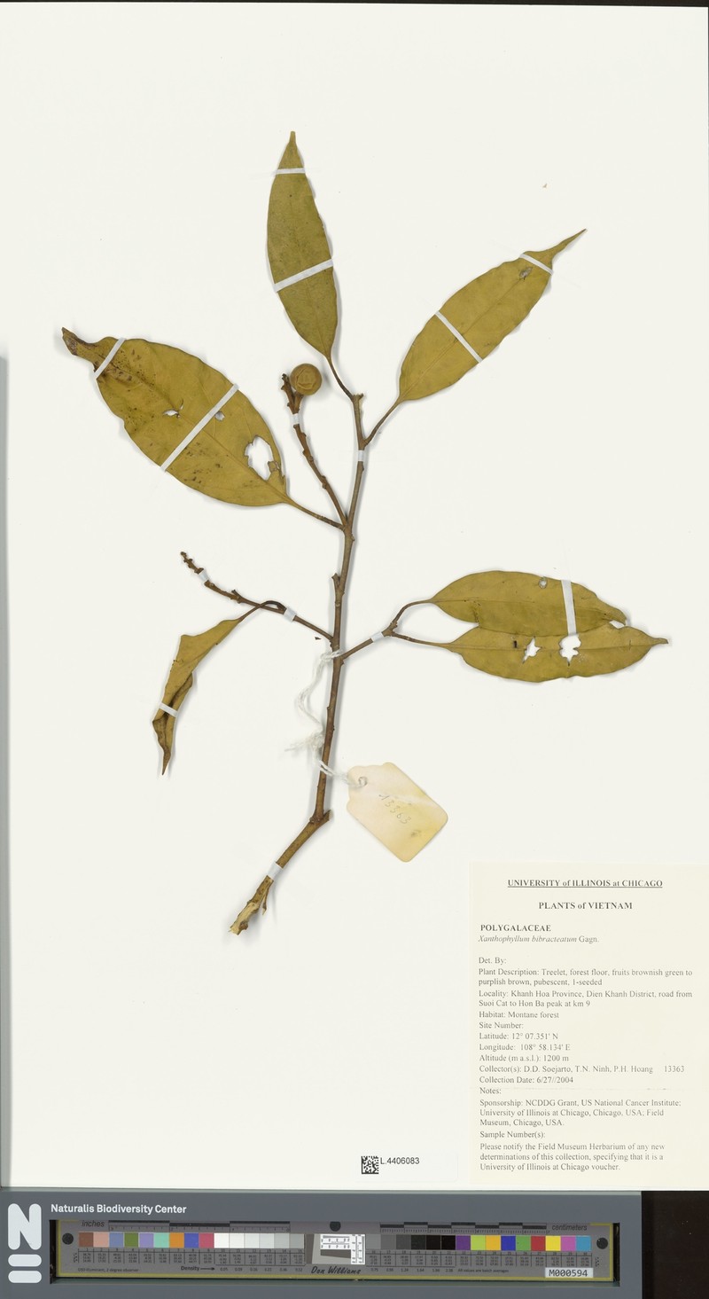 Xanthophyllum bibracteatum