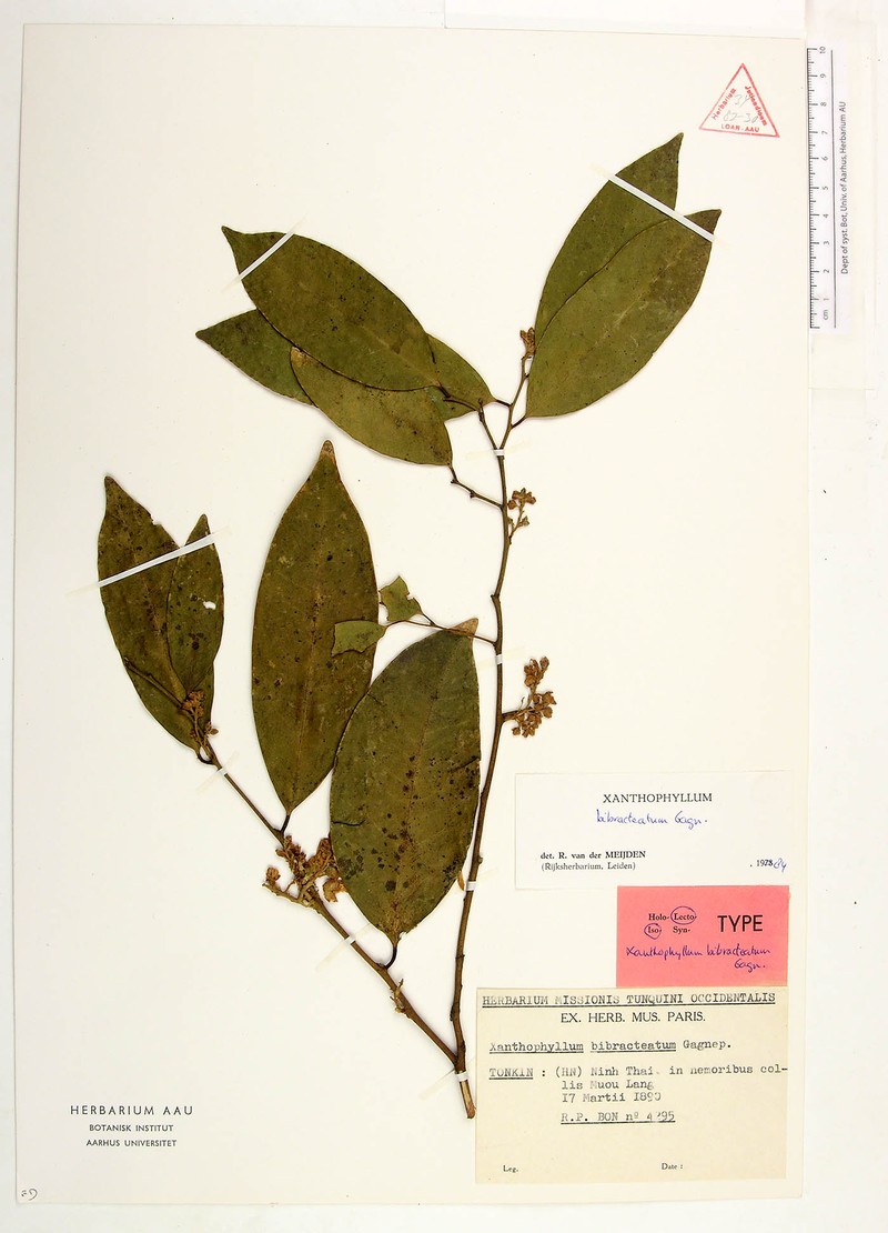 Xanthophyllum bibracteatum photo 2
