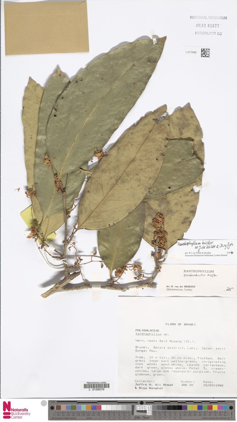 Xanthophyllum bicolor