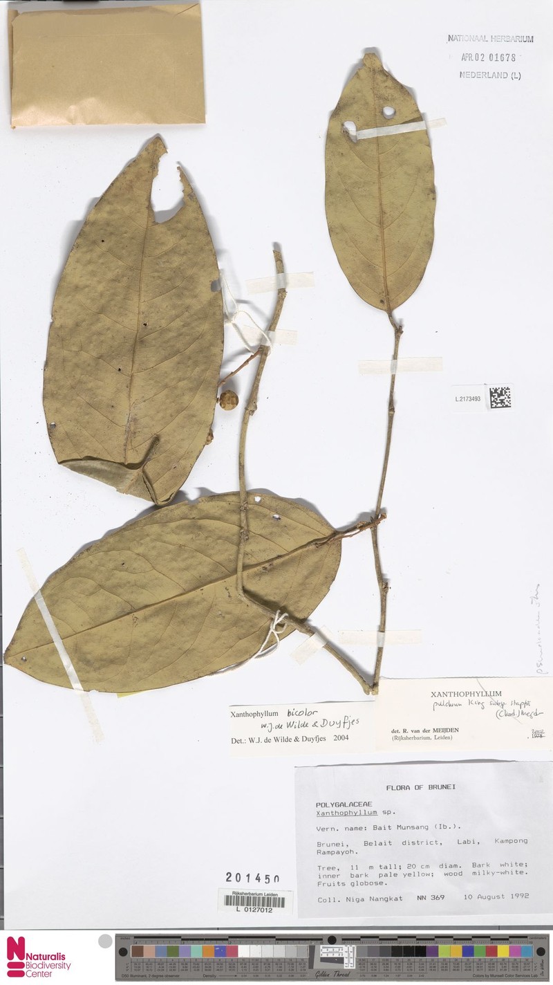 Xanthophyllum bicolor photo 2