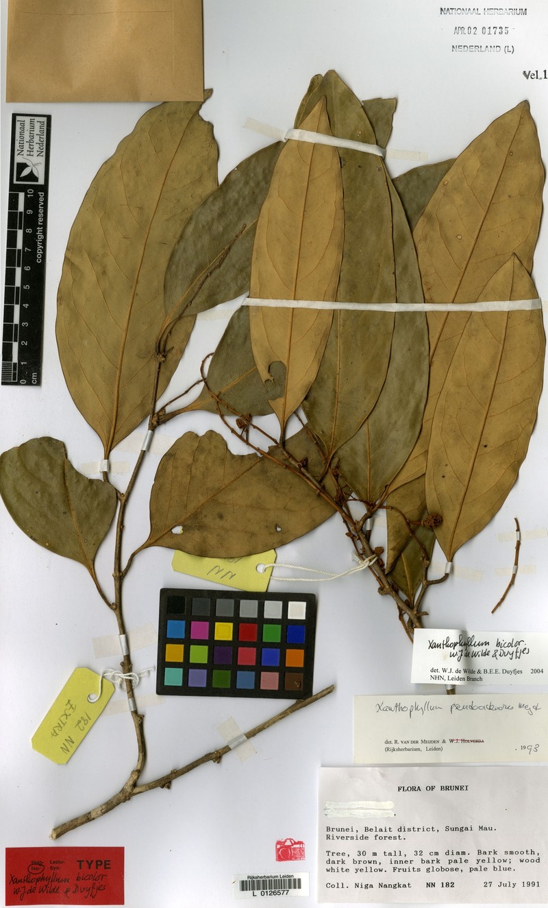 Xanthophyllum bicolor photo 3