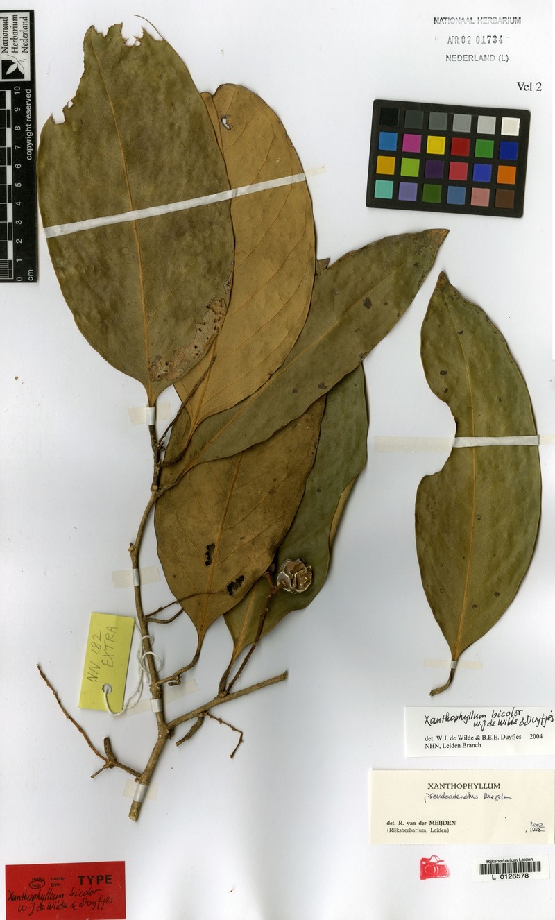 Xanthophyllum bicolor photo 4