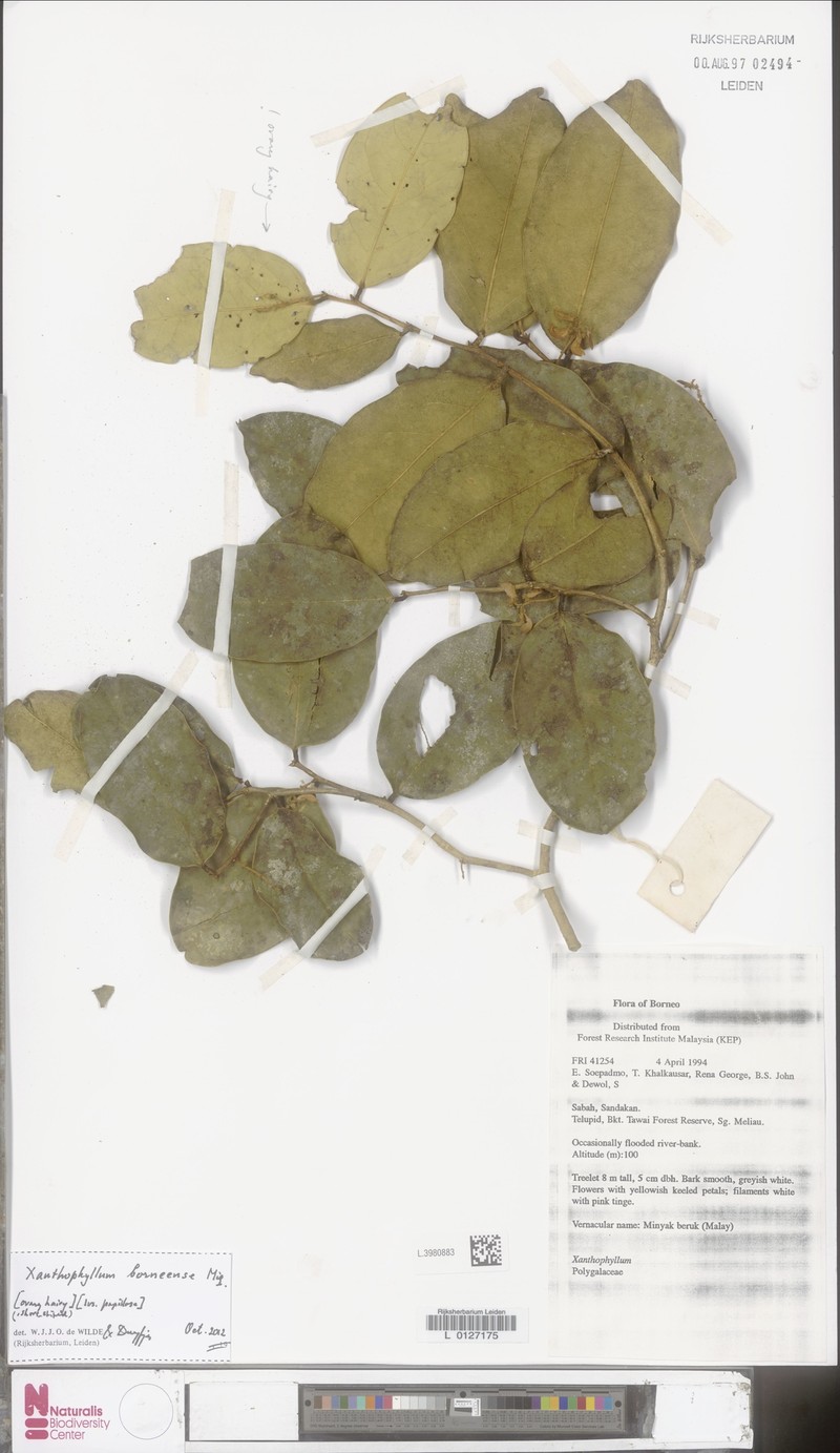 Xanthophyllum borneense