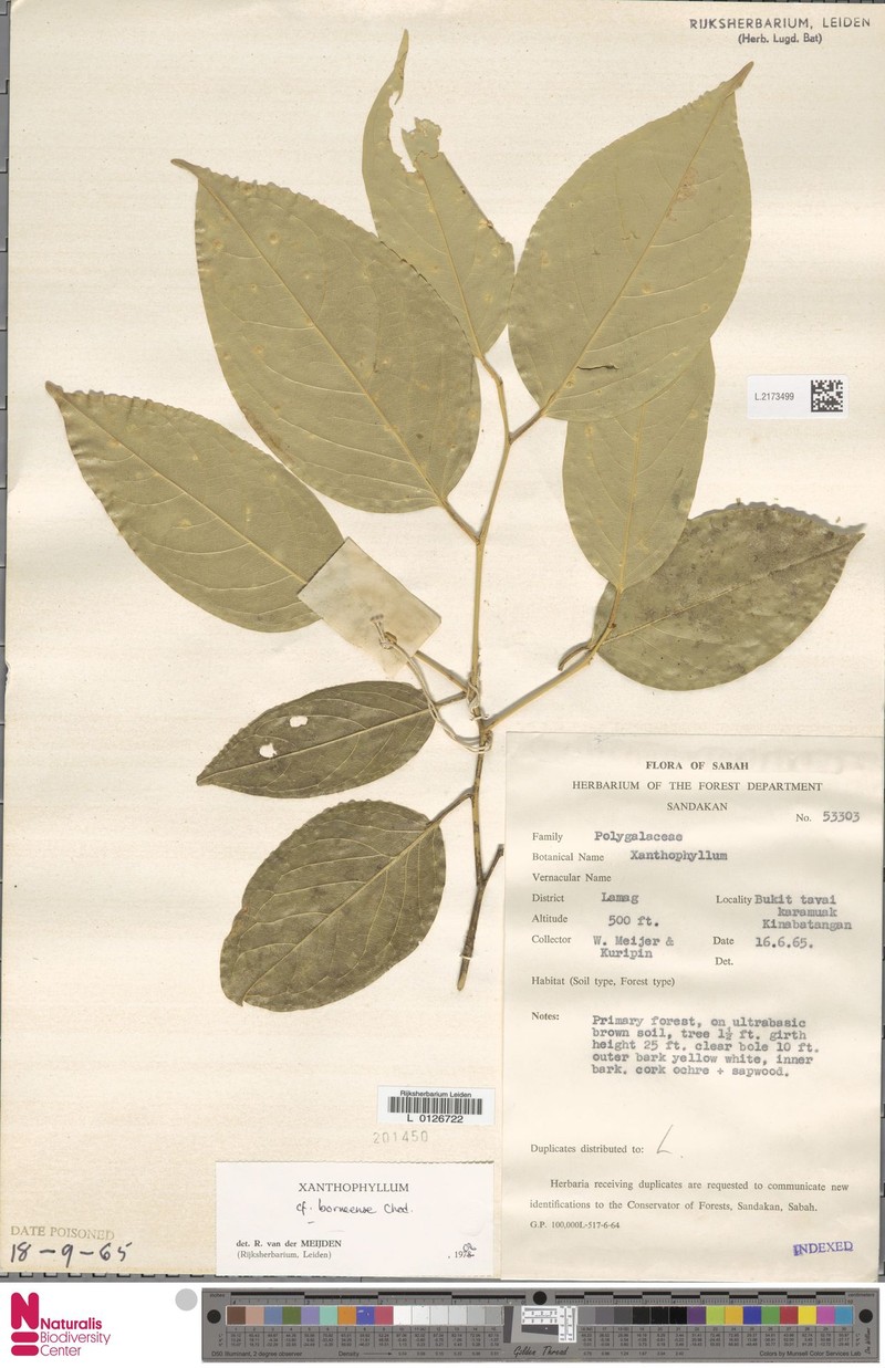 Xanthophyllum borneense photo 2