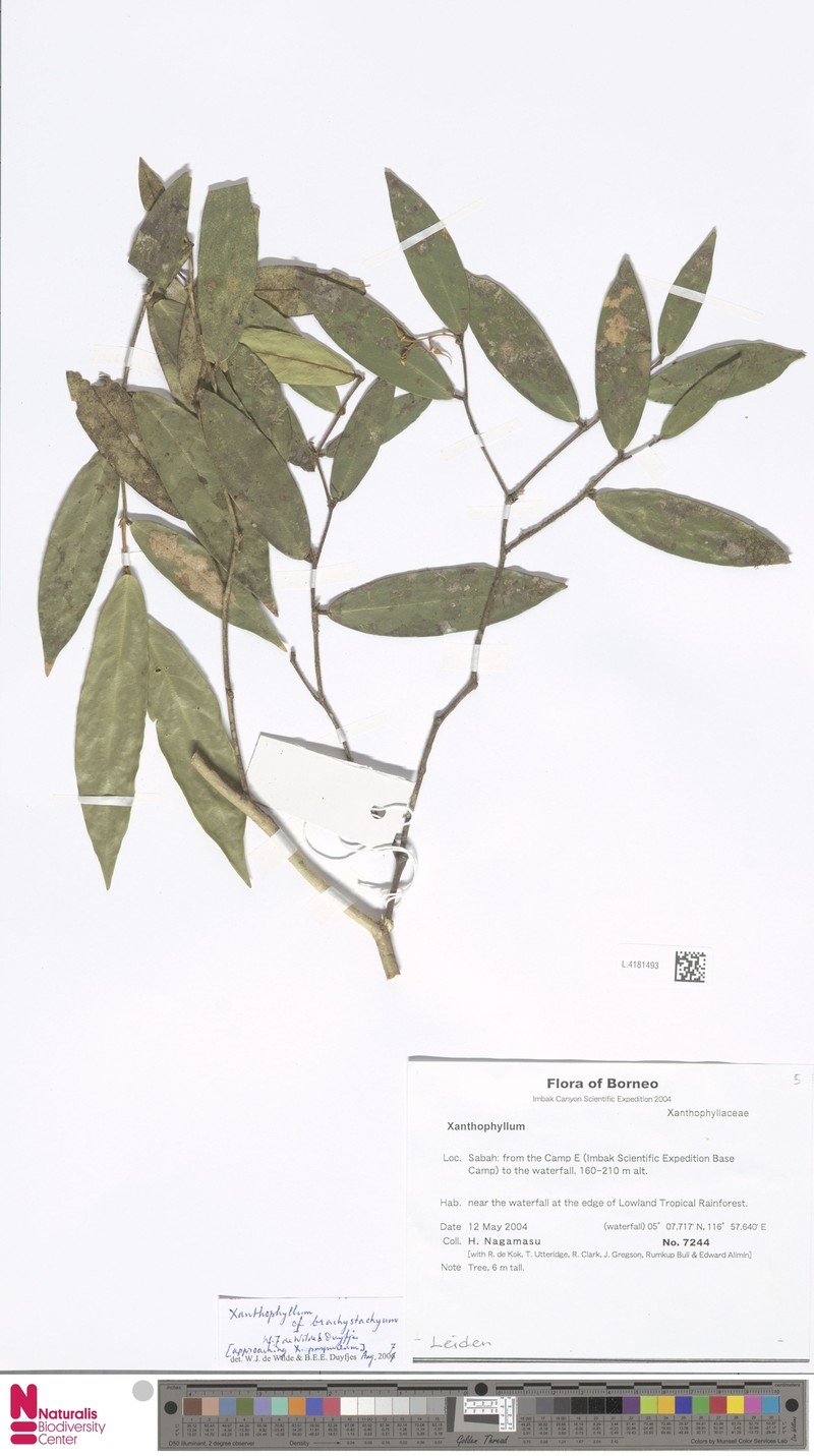 Xanthophyllum brachystachyum