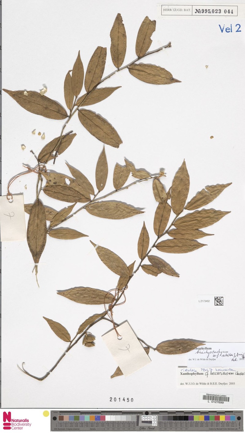 Xanthophyllum brachystachyum photo 2