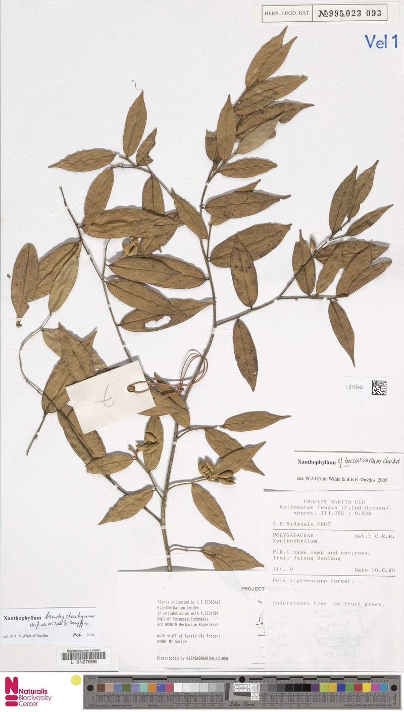 Xanthophyllum brachystachyum photo 3