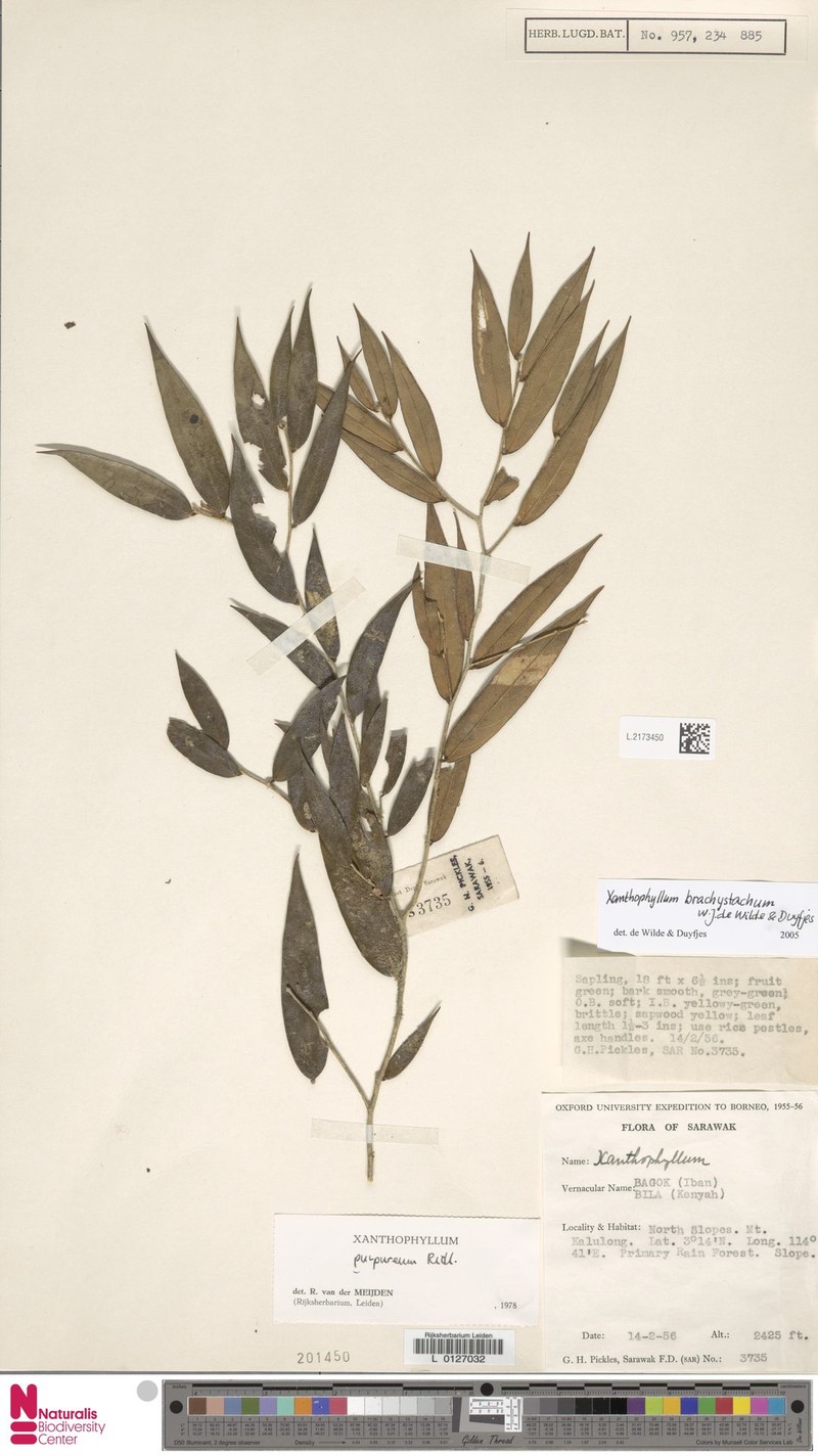 Xanthophyllum brachystachyum photo 4