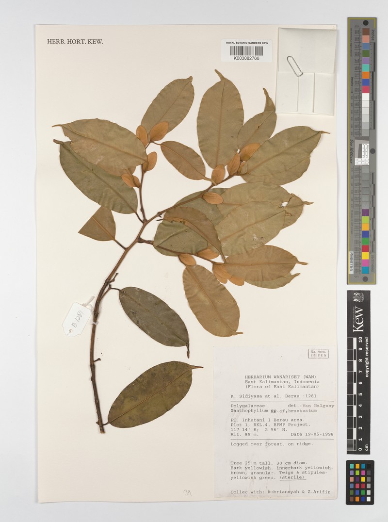 Xanthophyllum bracteatum