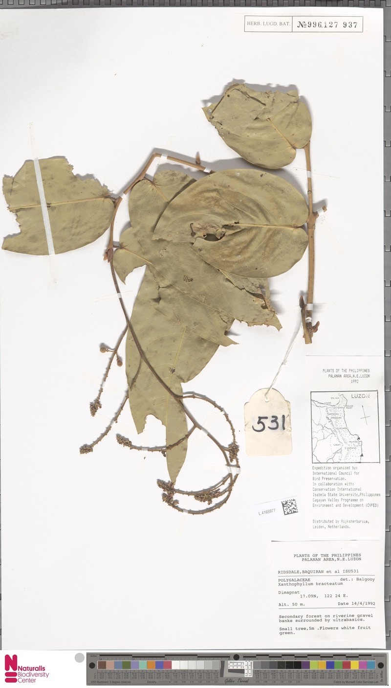 Xanthophyllum bracteatum photo 2