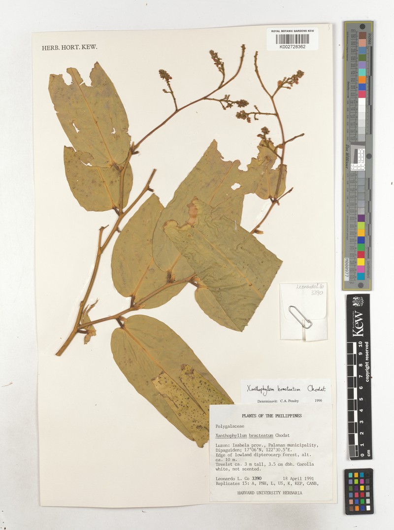 Xanthophyllum bracteatum photo 3