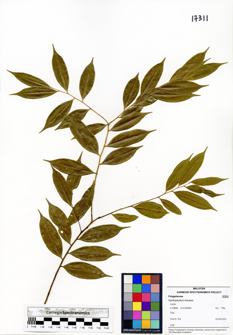 Xanthophyllum brevipes