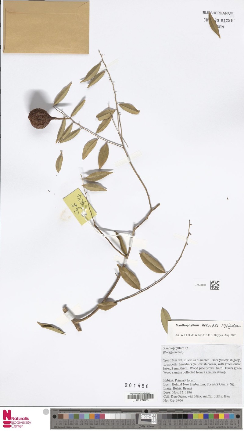 Xanthophyllum brevipes photo 2