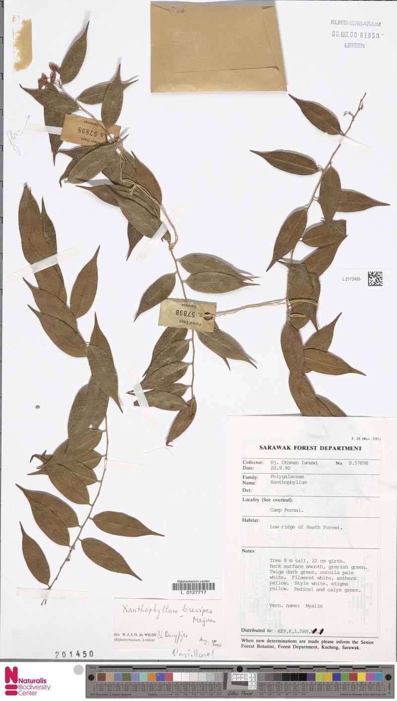 Xanthophyllum brevipes photo 3
