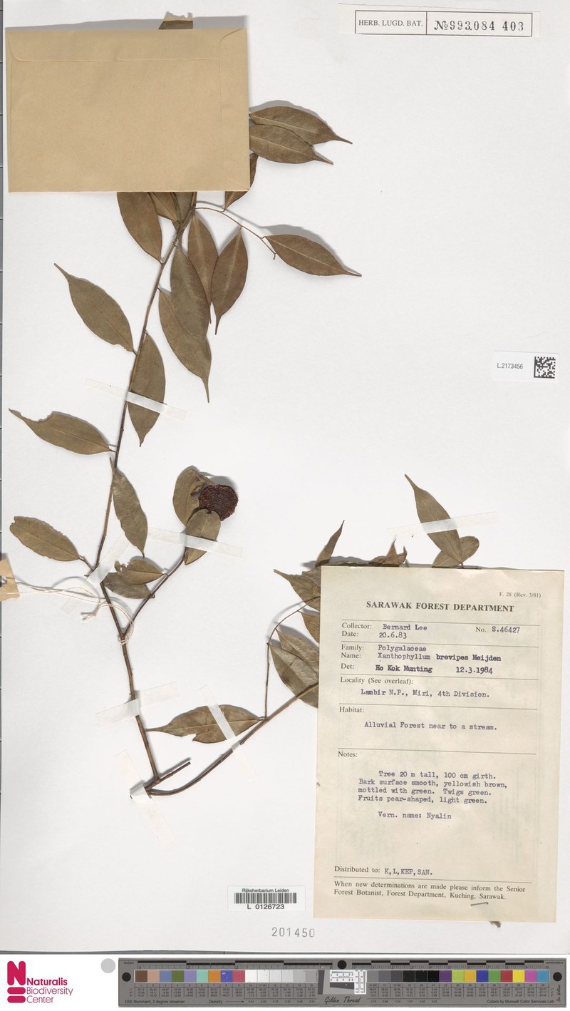 Xanthophyllum brevipes photo 4