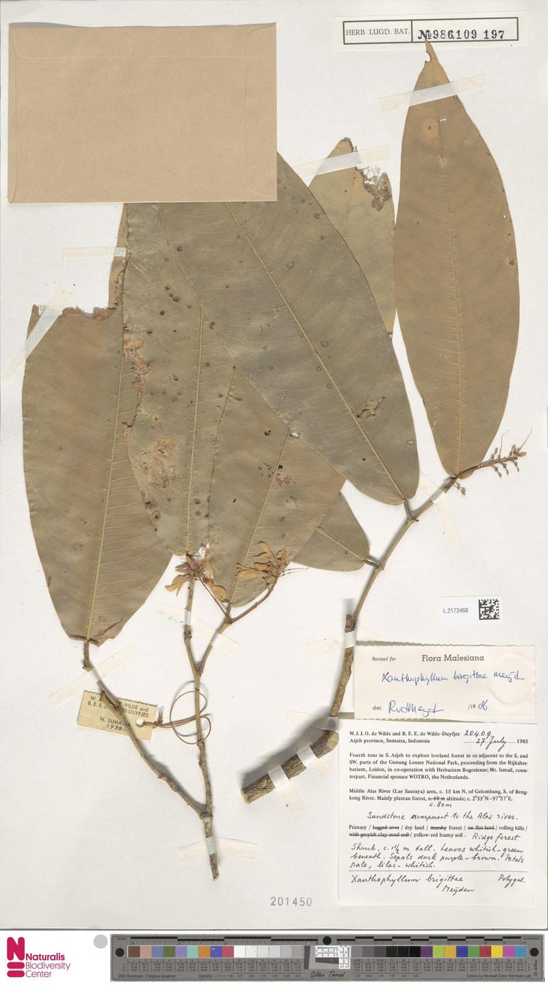 Xanthophyllum brigittae