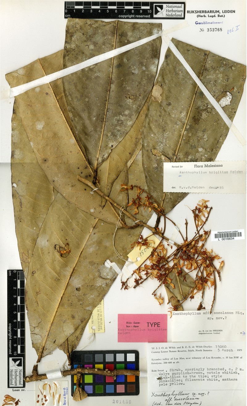 Xanthophyllum brigittae photo 2