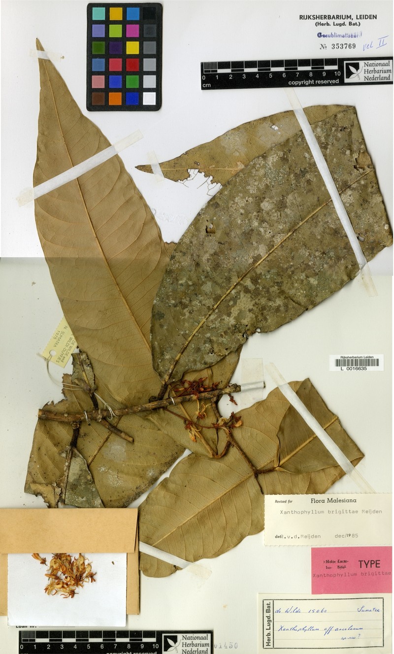 Xanthophyllum brigittae photo 3