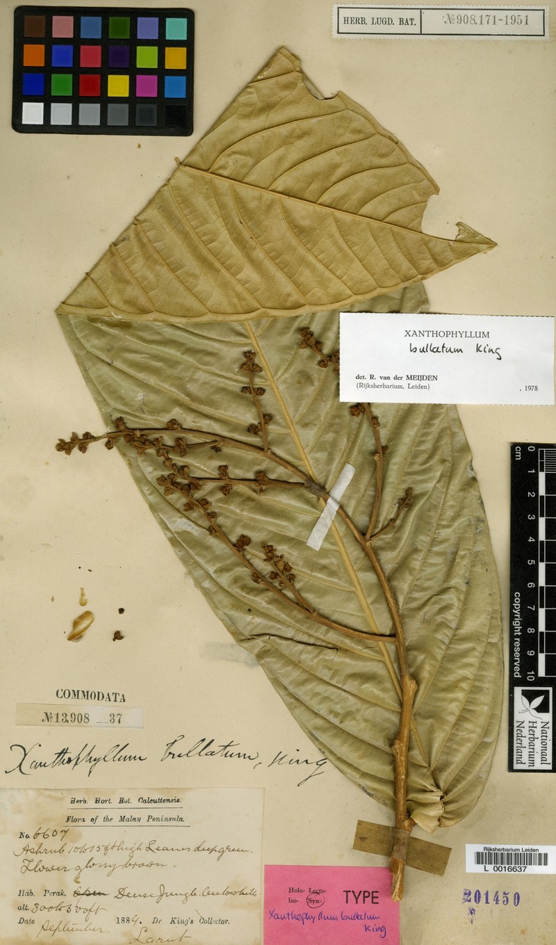 Xanthophyllum bullatum