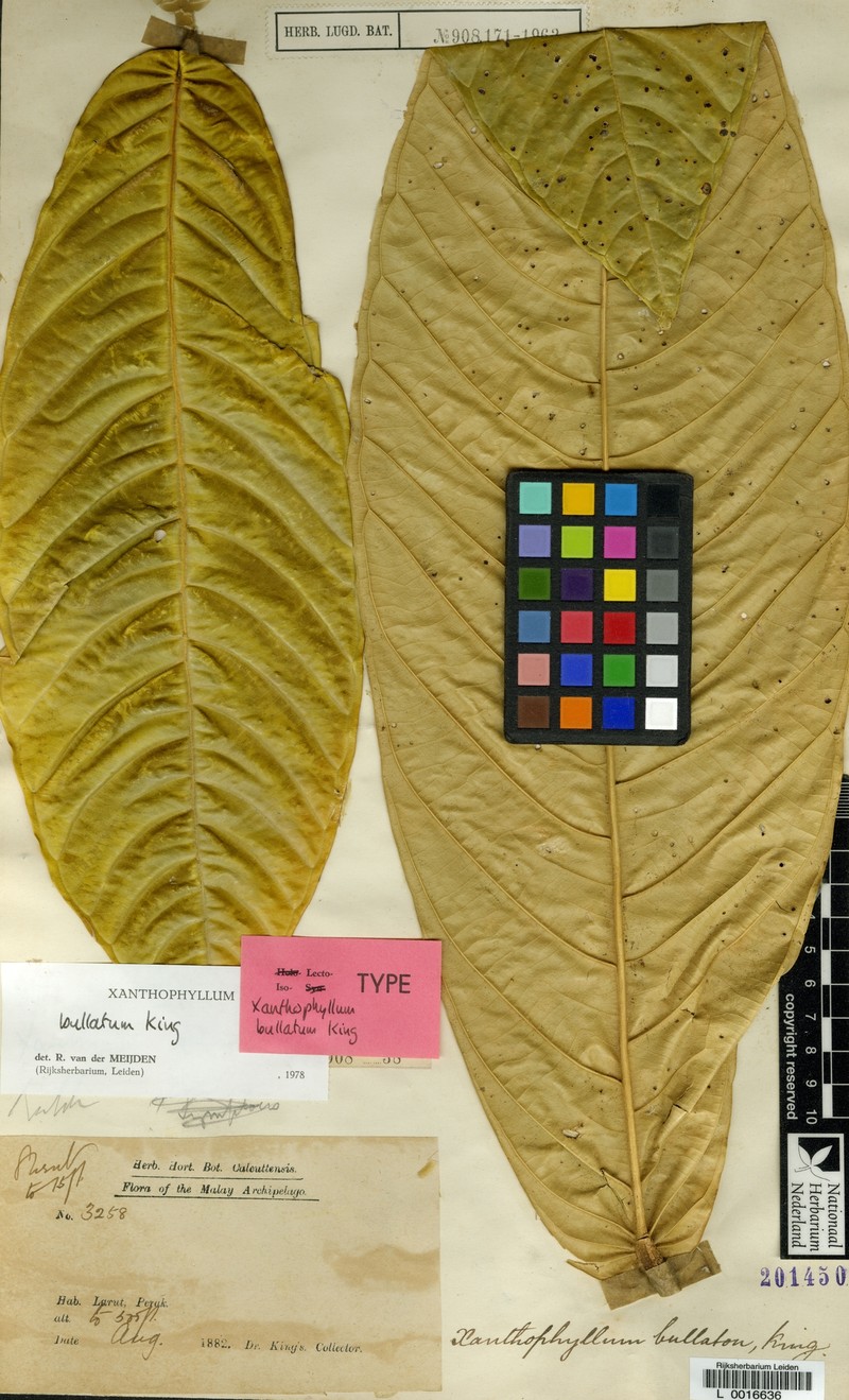 Xanthophyllum bullatum photo 2