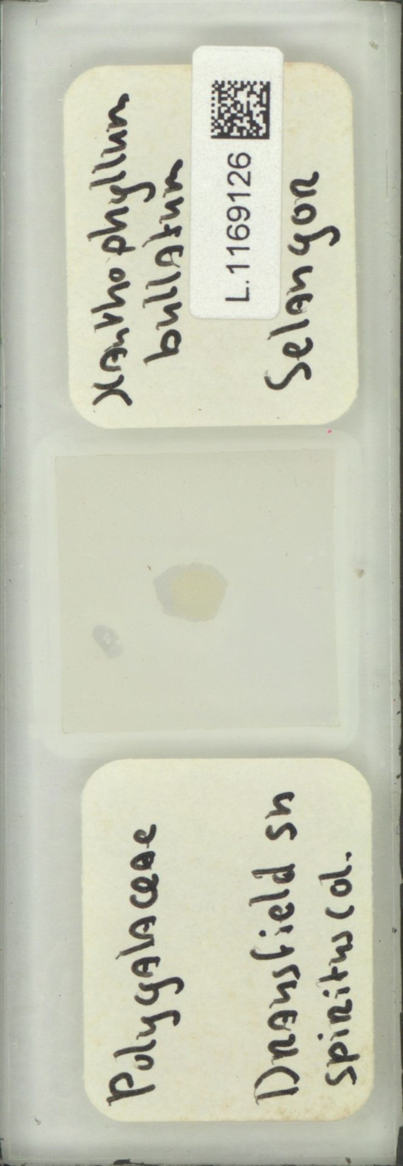 Xanthophyllum bullatum photo 3