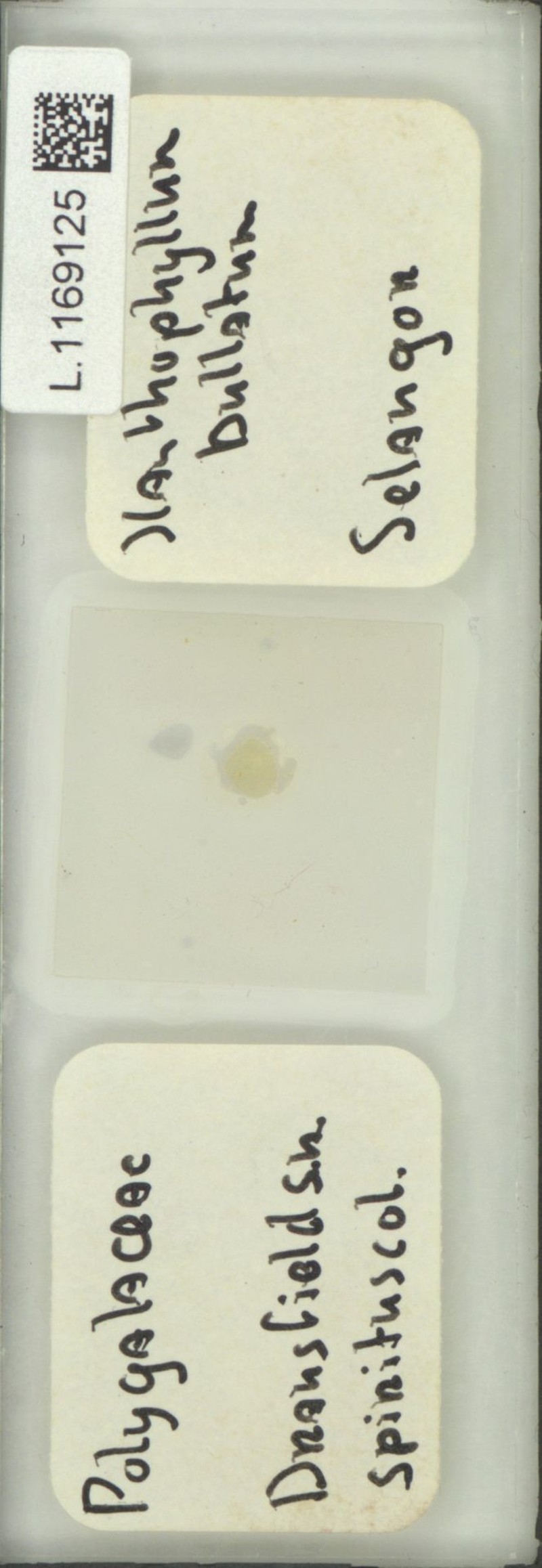 Xanthophyllum bullatum photo 4