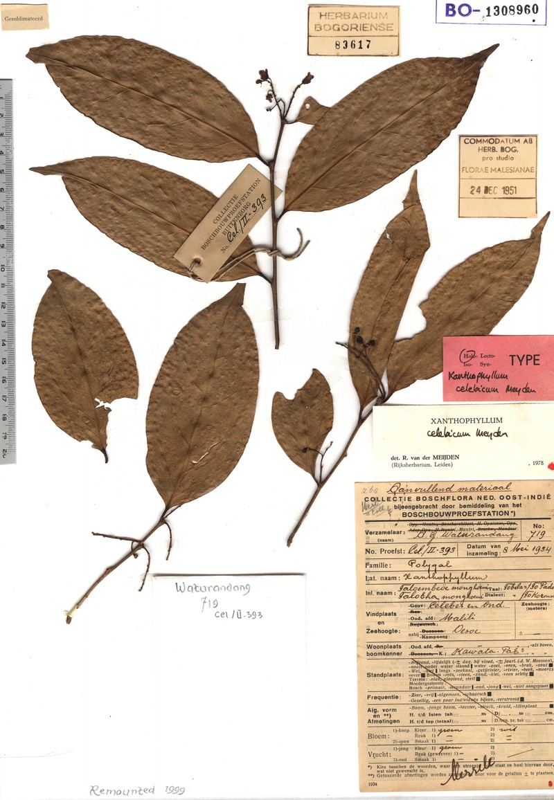 Xanthophyllum celebicum