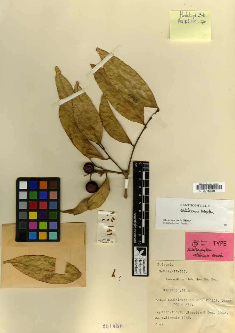 Xanthophyllum celebicum photo 2