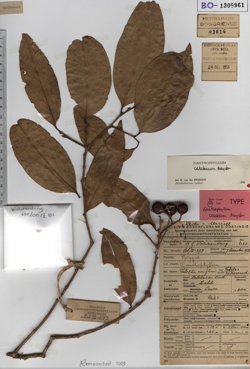 Xanthophyllum celebicum photo 3