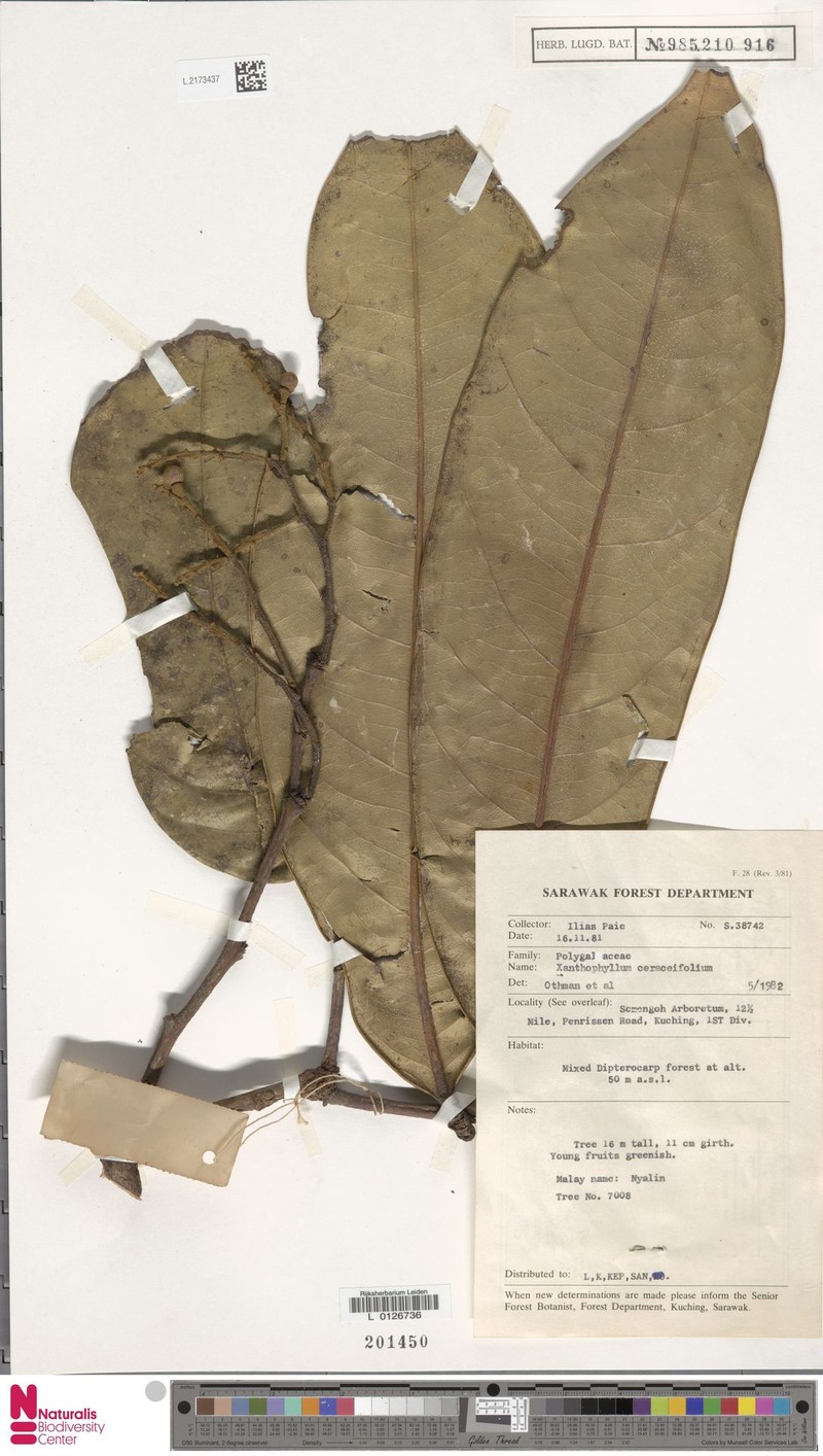 Xanthophyllum ceraceifolium