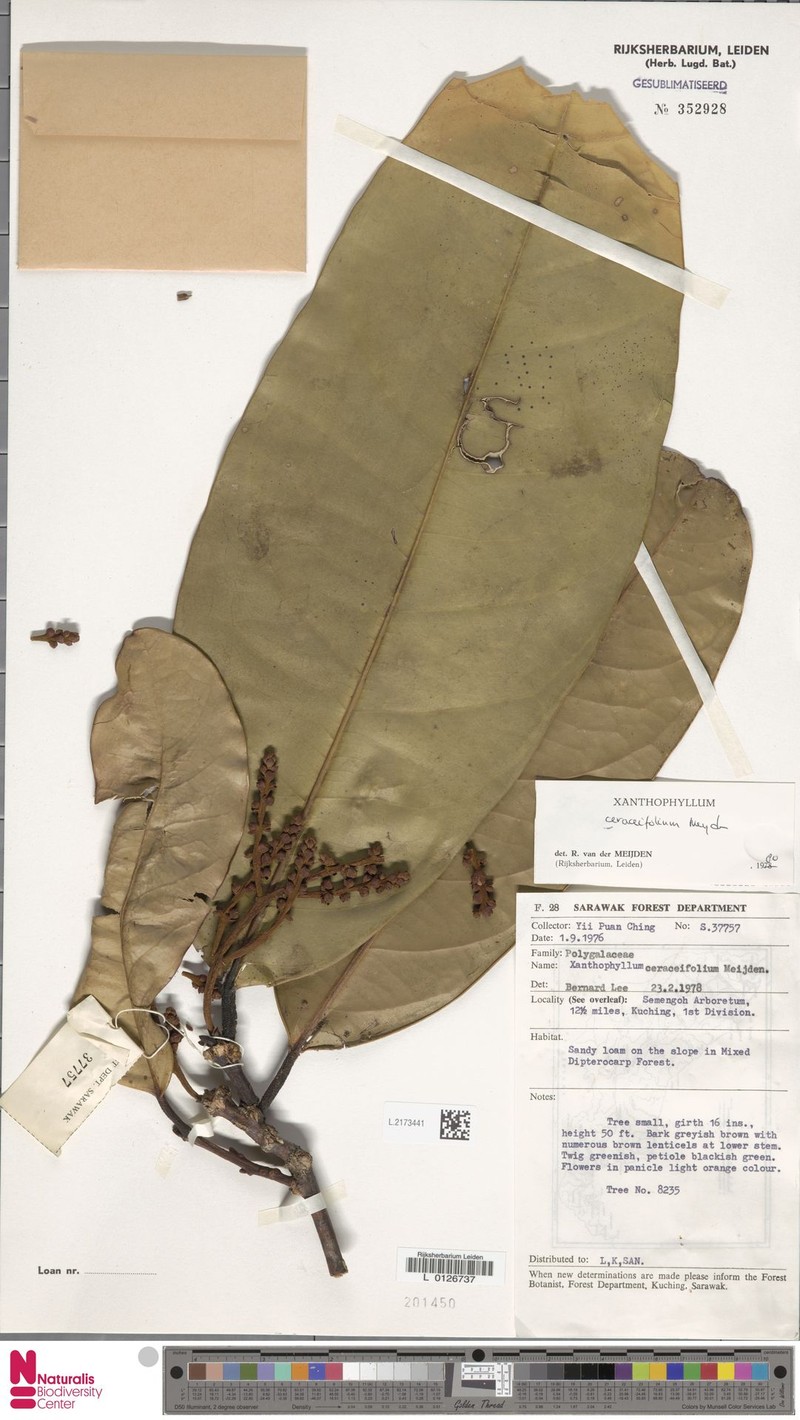 Xanthophyllum ceraceifolium photo 2