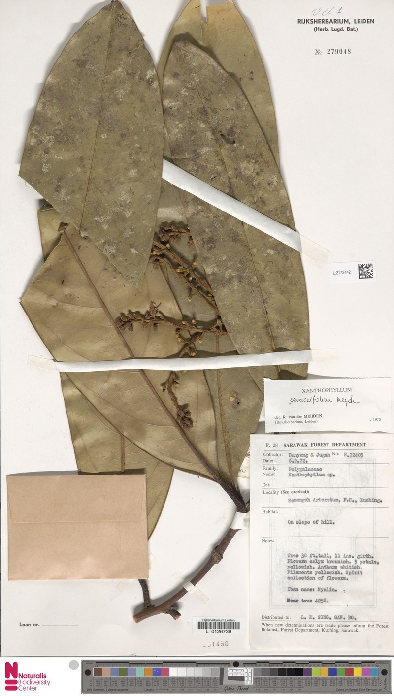 Xanthophyllum ceraceifolium photo 3