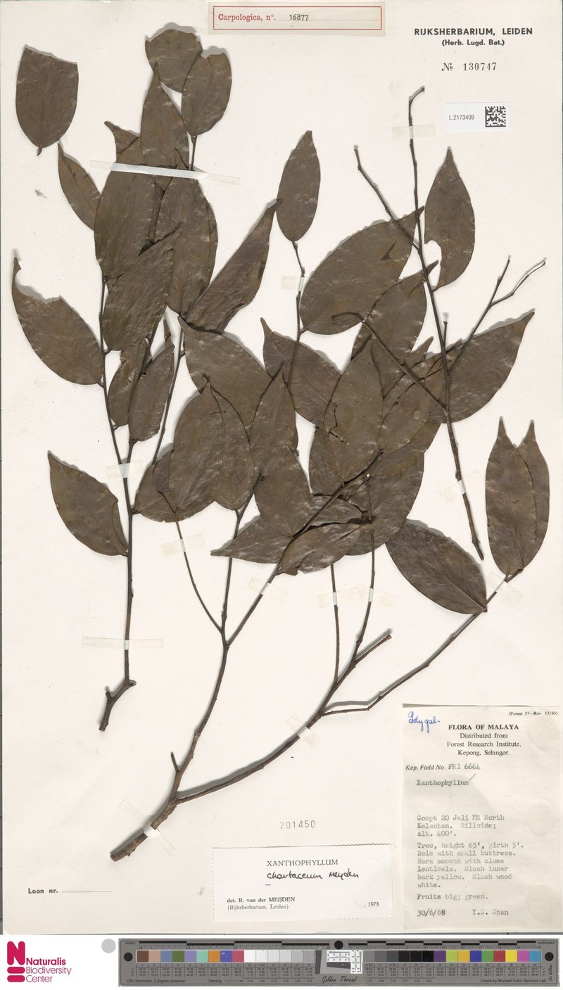 Xanthophyllum chartaceum