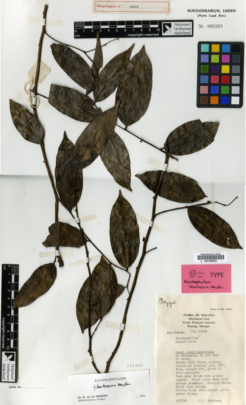 Xanthophyllum chartaceum photo 2