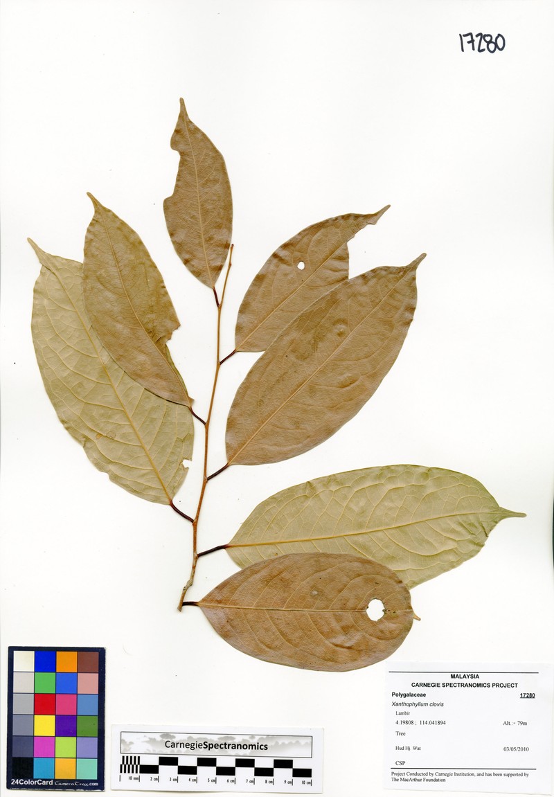 Xanthophyllum clovis