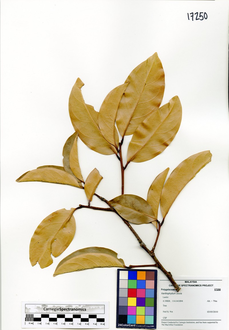 Xanthophyllum clovis photo 2