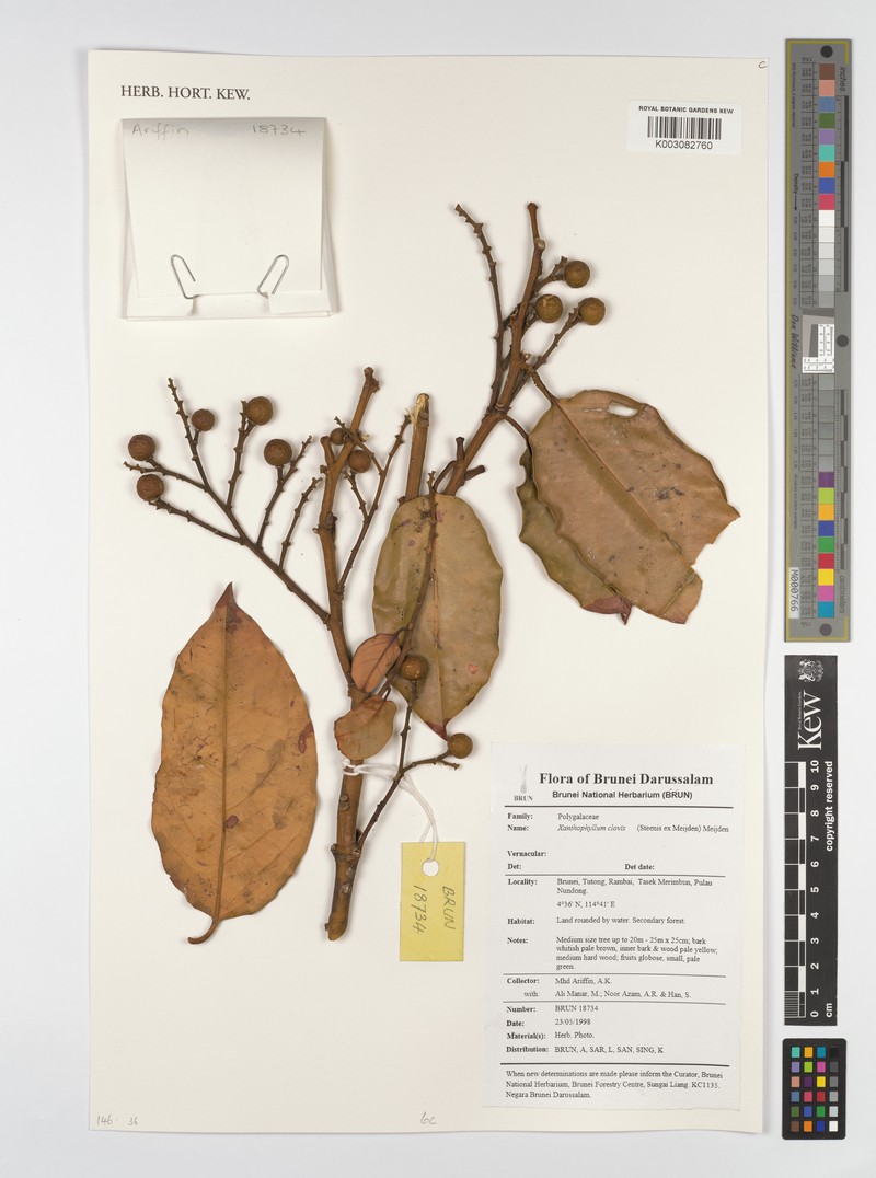 Xanthophyllum clovis photo 3
