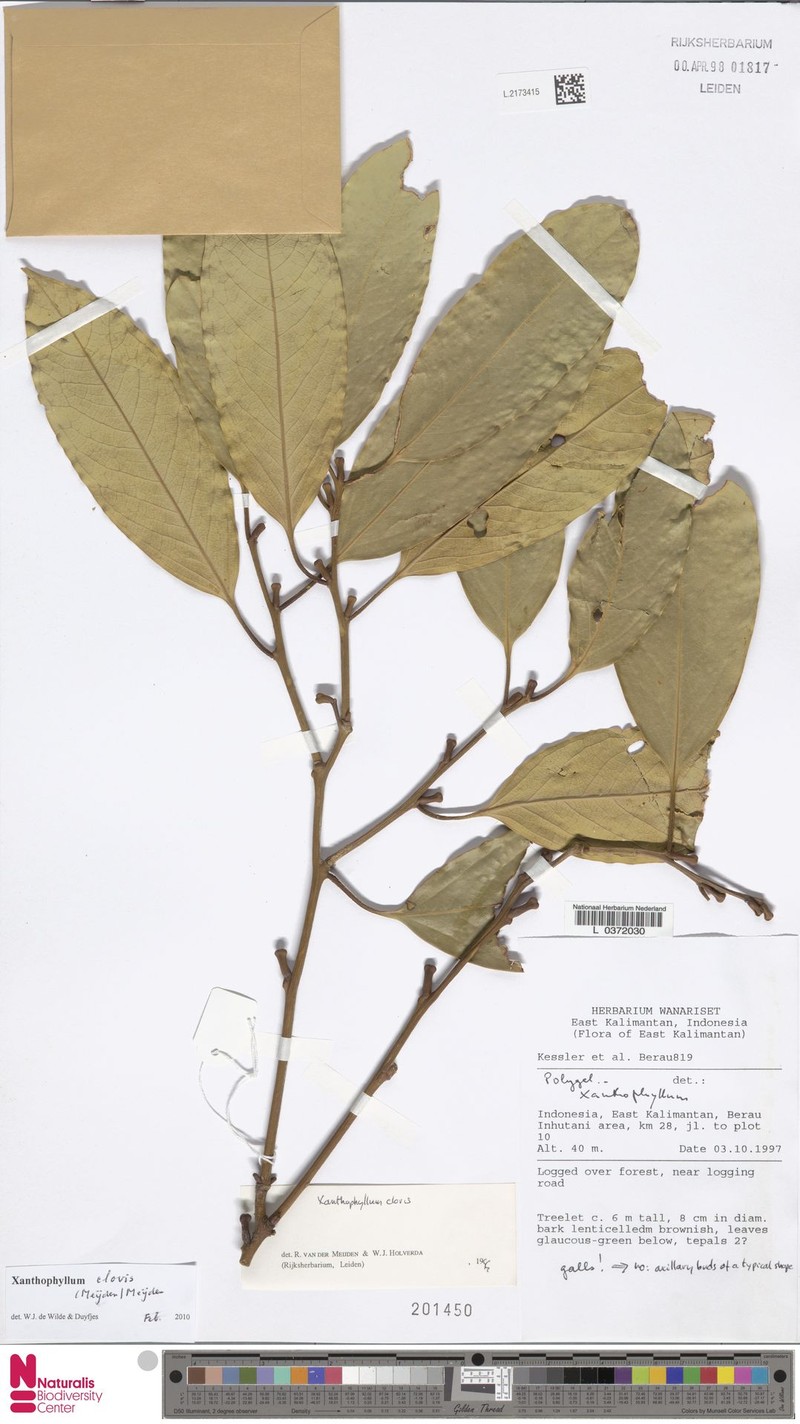 Xanthophyllum clovis photo 4
