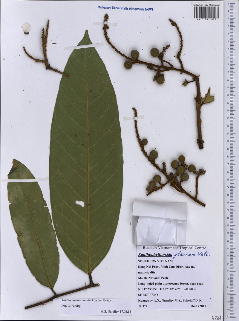 Xanthophyllum cochinchinense