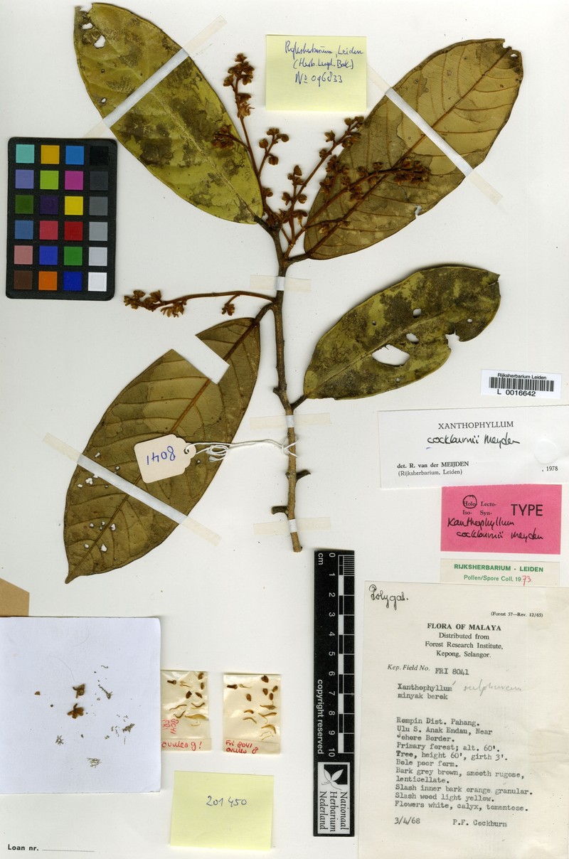 Xanthophyllum cockburnii