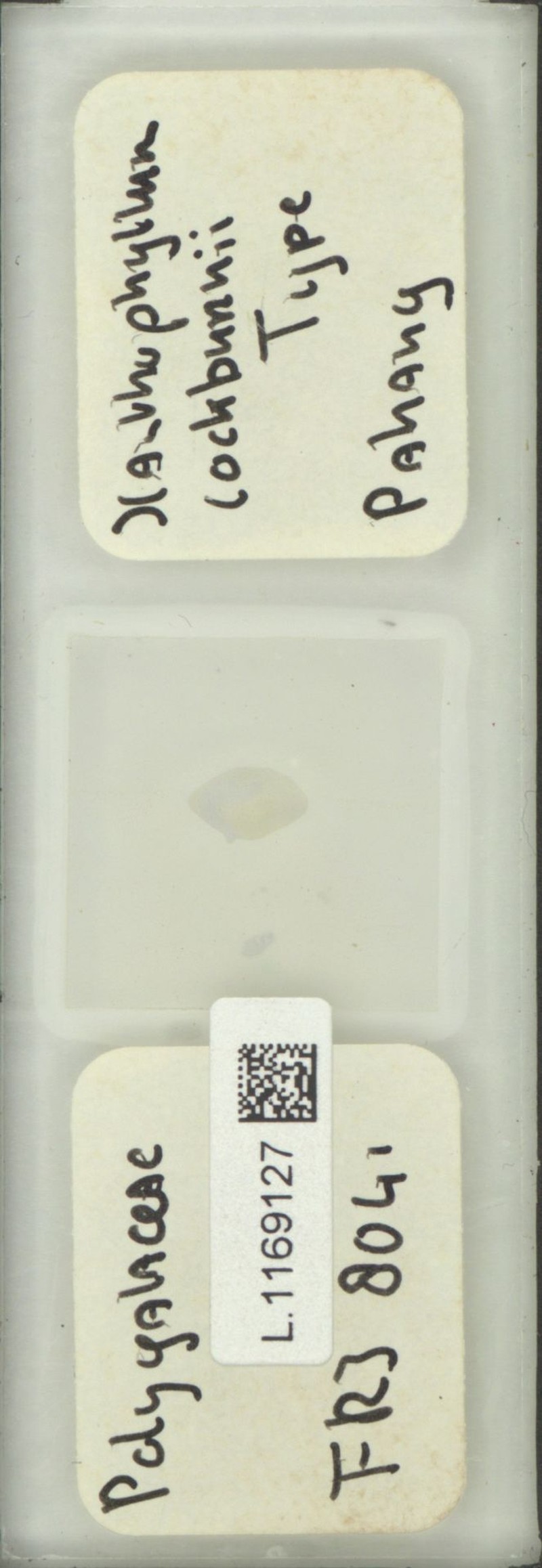 Xanthophyllum cockburnii photo 2