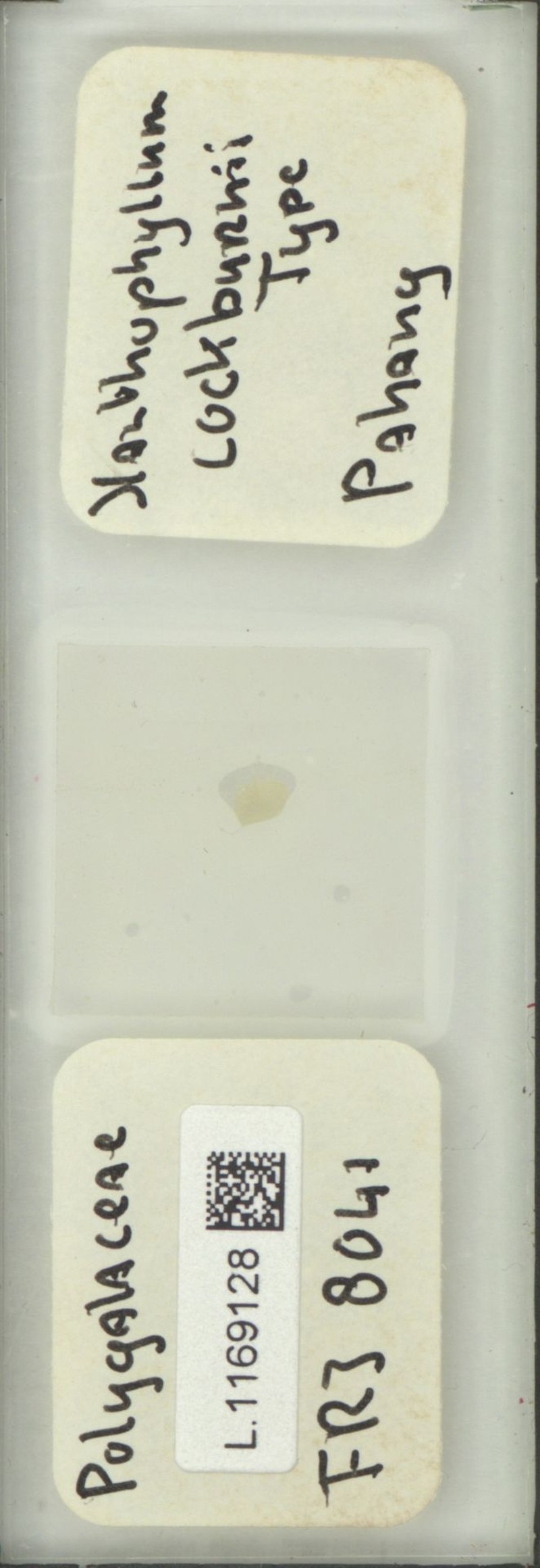 Xanthophyllum cockburnii photo 3