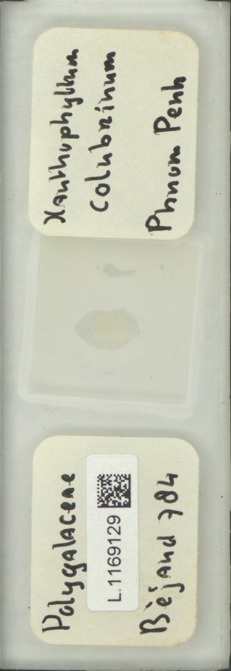Xanthophyllum cockburnii photo 4