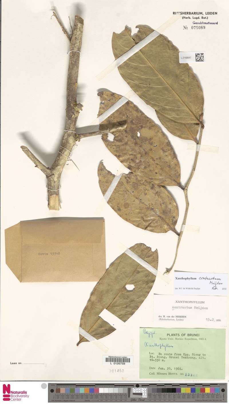 Xanthophyllum contractum