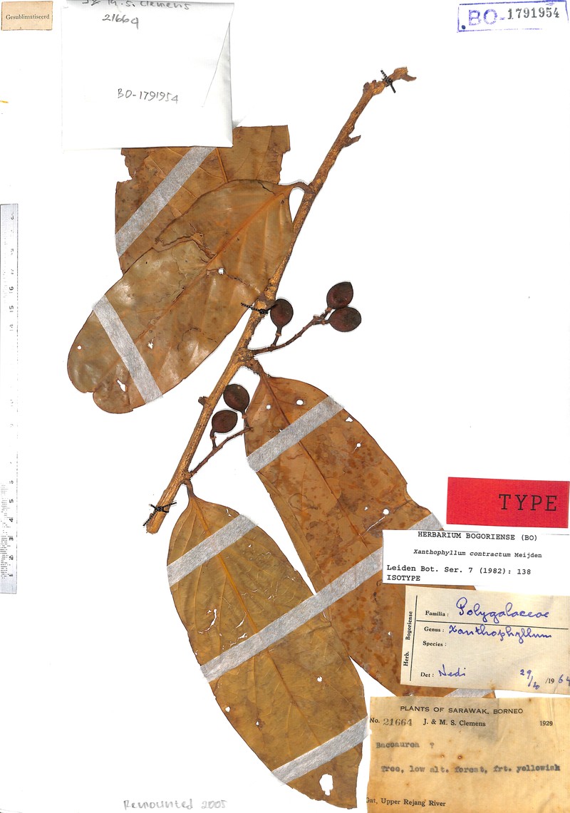 Xanthophyllum contractum photo 2