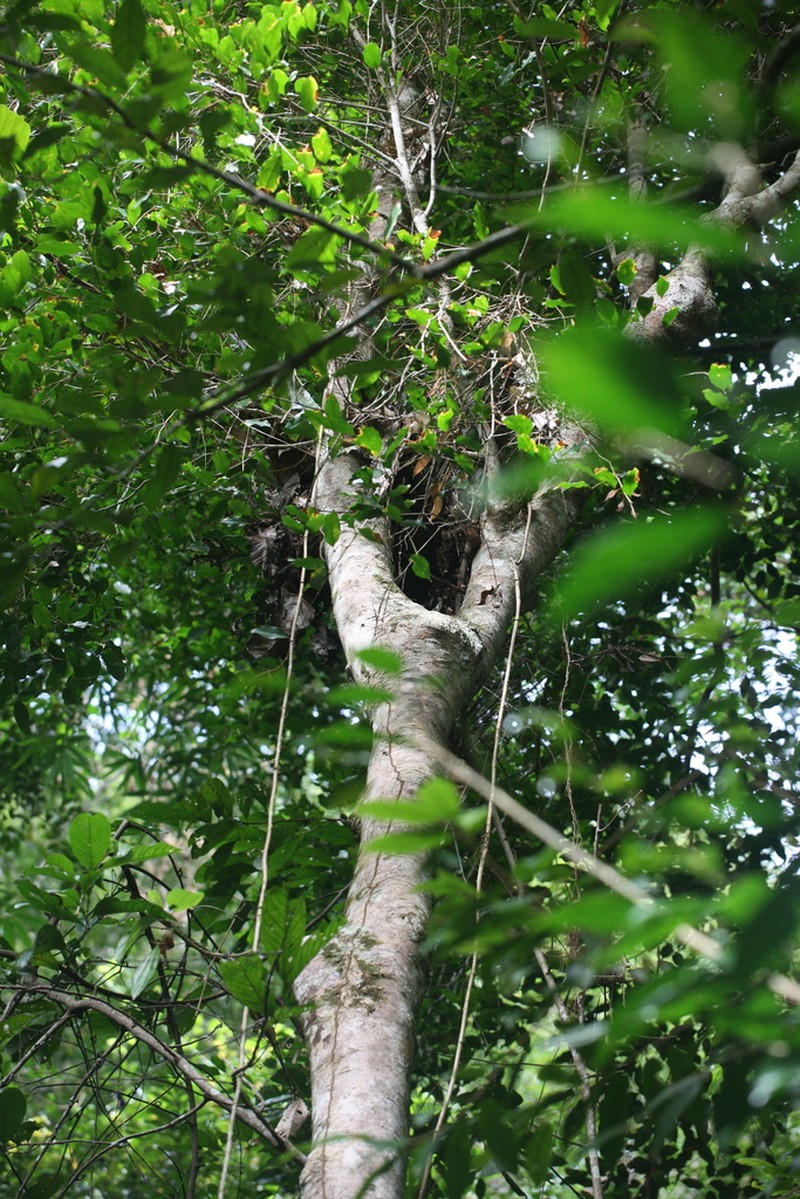 Xanthophyllum discolor