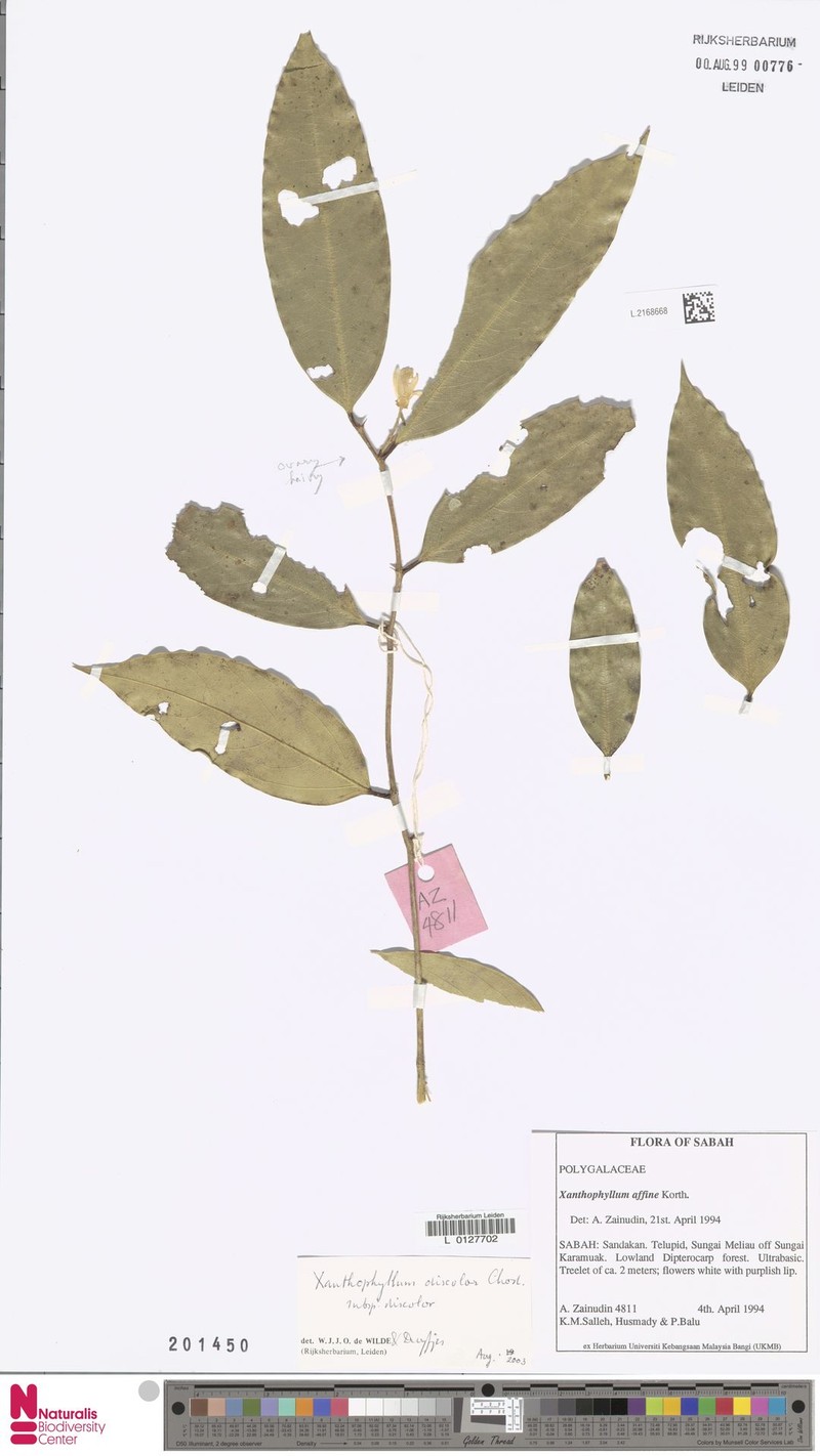 Xanthophyllum discolor photo 2