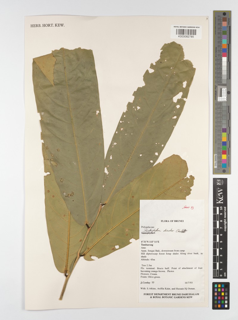 Xanthophyllum discolor photo 3