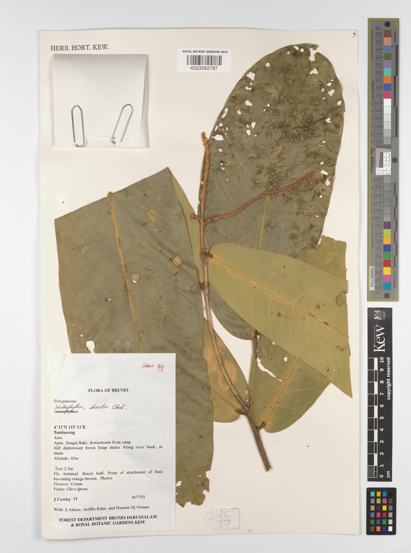 Xanthophyllum discolor photo 4